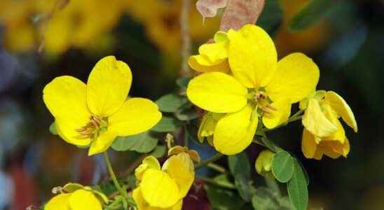 Natural remedy for hemorrhoids and constipation What is senna how