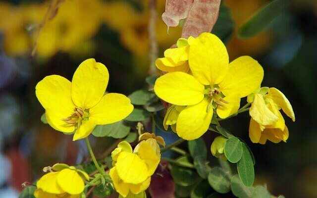 Natural remedy for hemorrhoids and constipation What is senna how