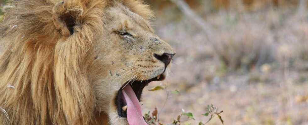 Oxytocin to calm lions