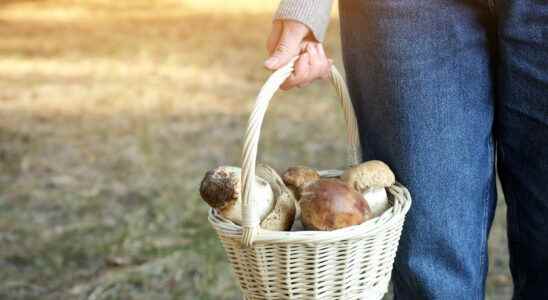 Picking mushrooms how to avoid poisoning