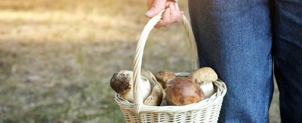 Picking mushrooms how to avoid poisoning