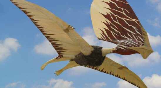 Pterosaurs were indeed feathered and colorfully feathered