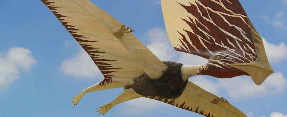 Pterosaurs were indeed feathered and colorfully feathered