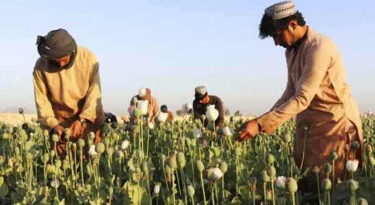 Taliban ban poppy cultivation