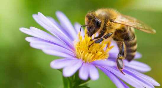 The need to cultivate plants to save bees