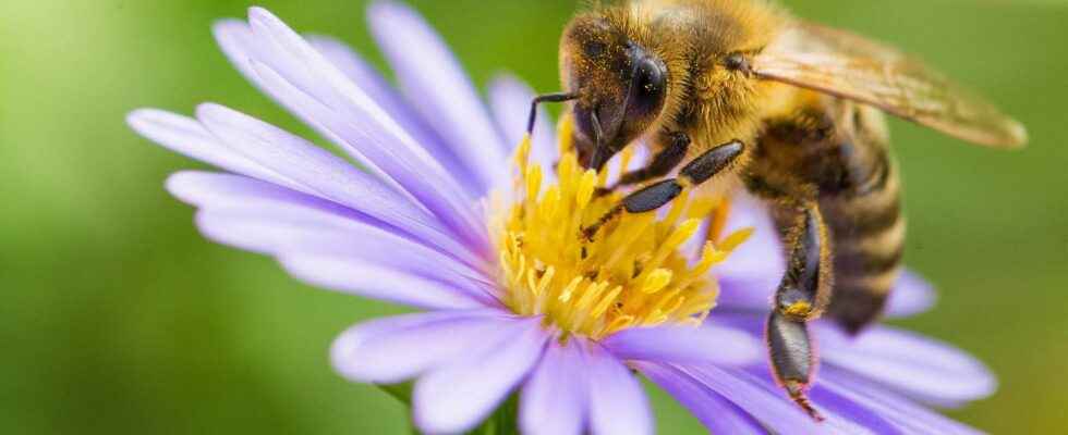 The need to cultivate plants to save bees