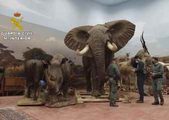 They seize the largest find of dissected protected animals in