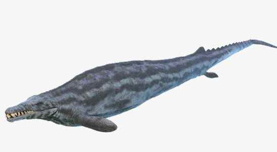 This carnivorous whale terrorized the ocean 36 million years ago