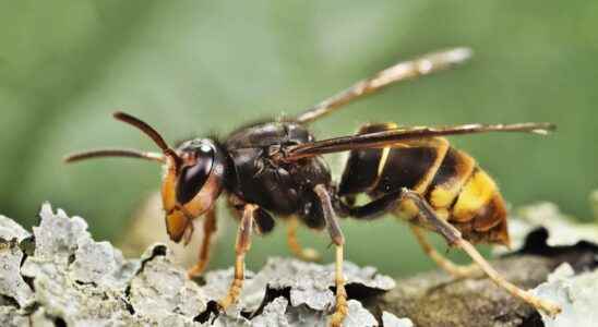 What threats does the Asian hornet represent in France