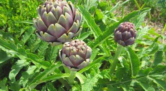 When and how to plant the artichoke