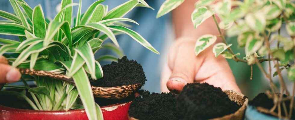 Why recycle coffee grounds in the garden