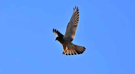 Will there be a bird of prey park in Bunschoten