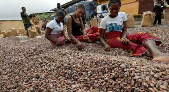 a smart card for better cocoa traceability