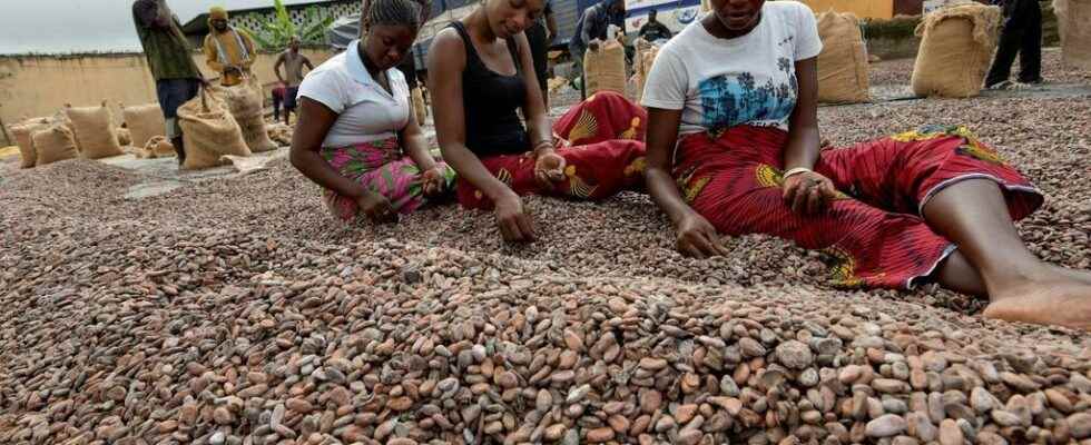 a smart card for better cocoa traceability