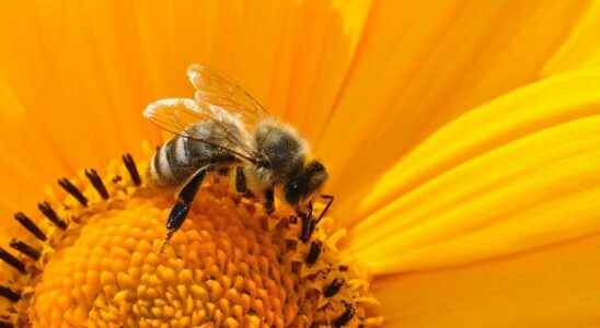 10 honey flowers to attract bees and other pollinators