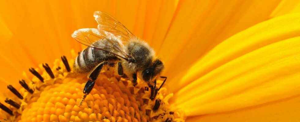 10 honey flowers to attract bees and other pollinators