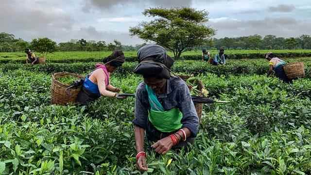Assam is famous for its tea plantations.