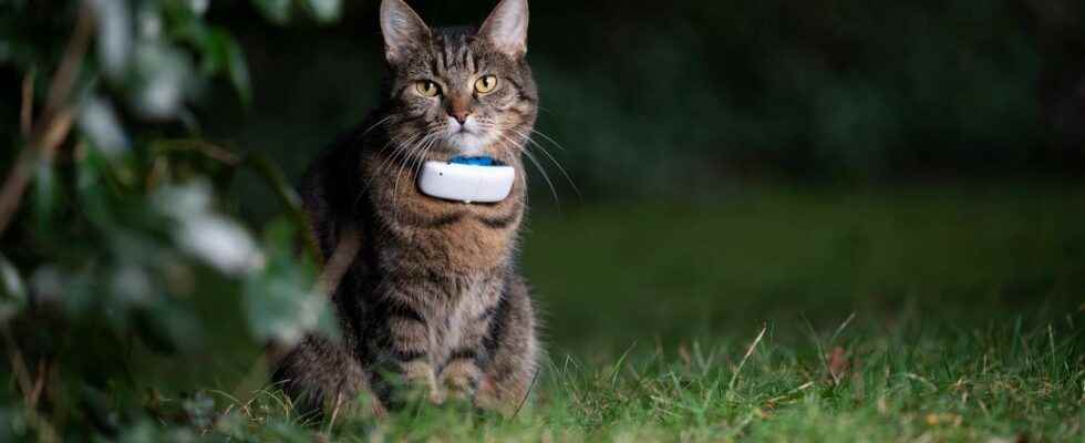 A connected cat collar allows the gendarmes to find a