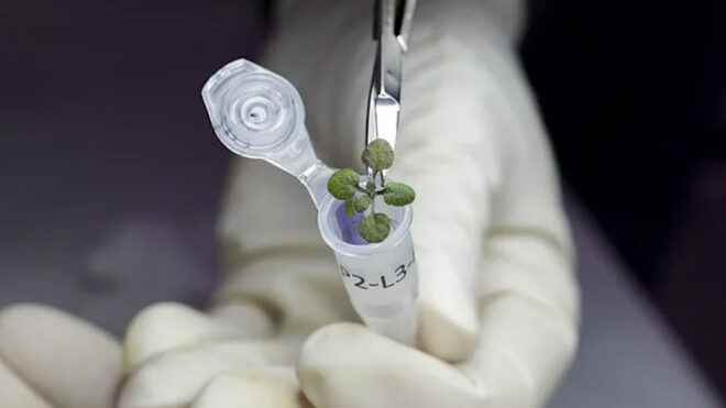 A first was made plants were grown on lunar soil