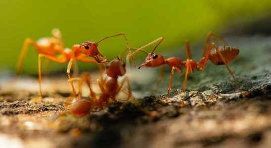 Animals of science these ants show us how to build