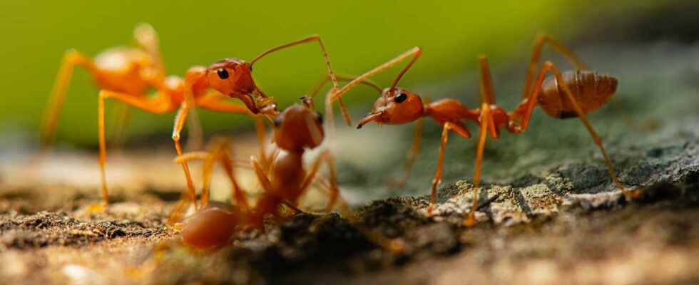 Animals of science these ants show us how to build