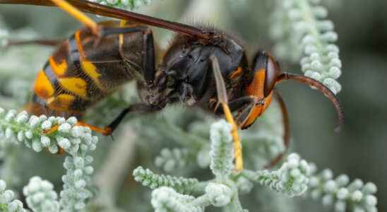 Asian hornet size photo nest 2022 map sting