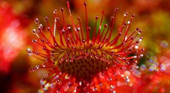 Attract capture digest this is the program of carnivorous plants