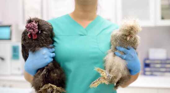 Avian flu crisis in France risks for humans