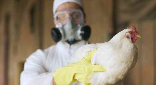 Avian flu first human case confirmed in the United States
