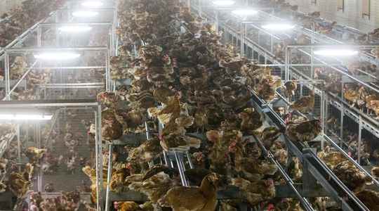 Avian flu swine fever their spread is not just the