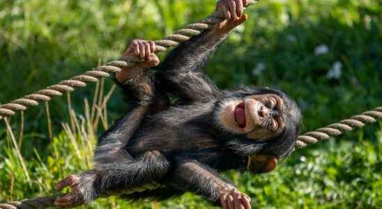 Beasts of science these chimpanzees who only lack speech