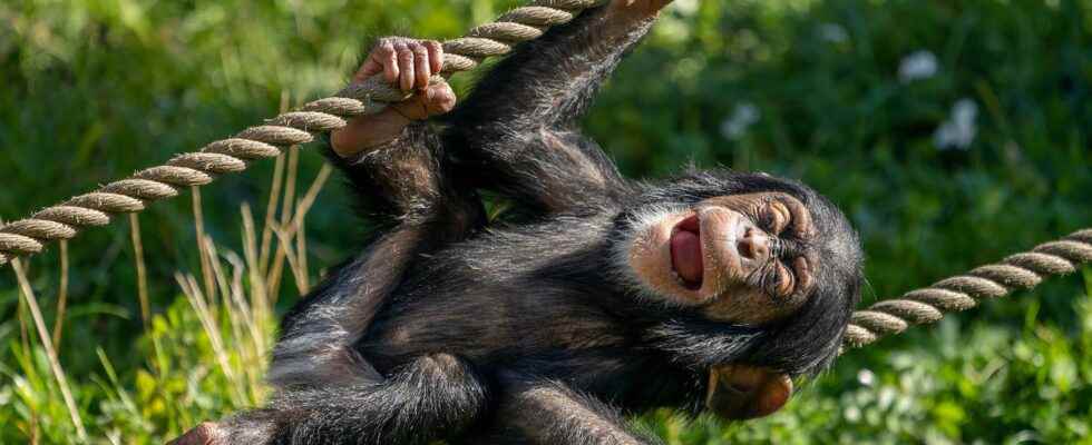 Beasts of science these chimpanzees who only lack speech