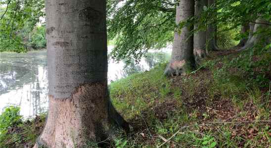 Beaver damage at Amerongen Castle becomes visible at least 1