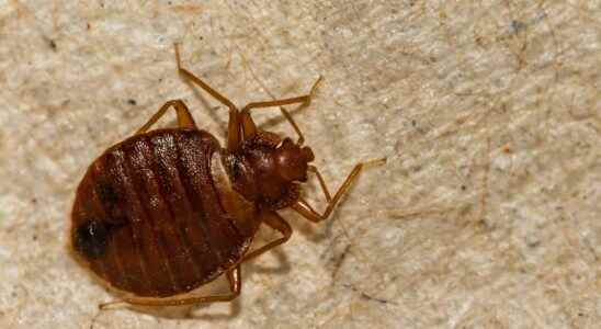 Bed bugs an insect that can give us a nightmare