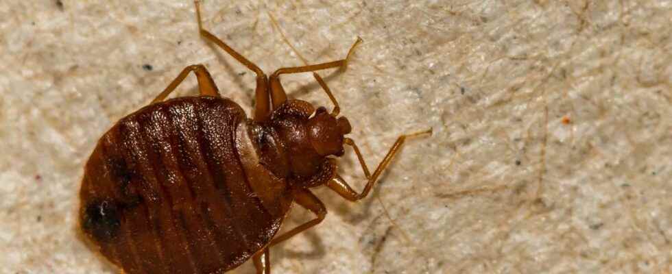 Bed bugs an insect that can give us a nightmare