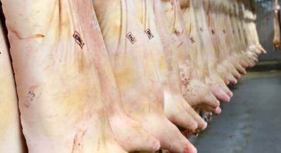 Camera requirements at slaughterhouses are investigated