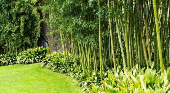 Can I grow non invasive bamboo