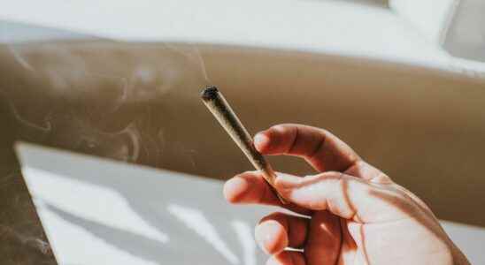 Cannabis smoking it regularly increases the risk of early heart