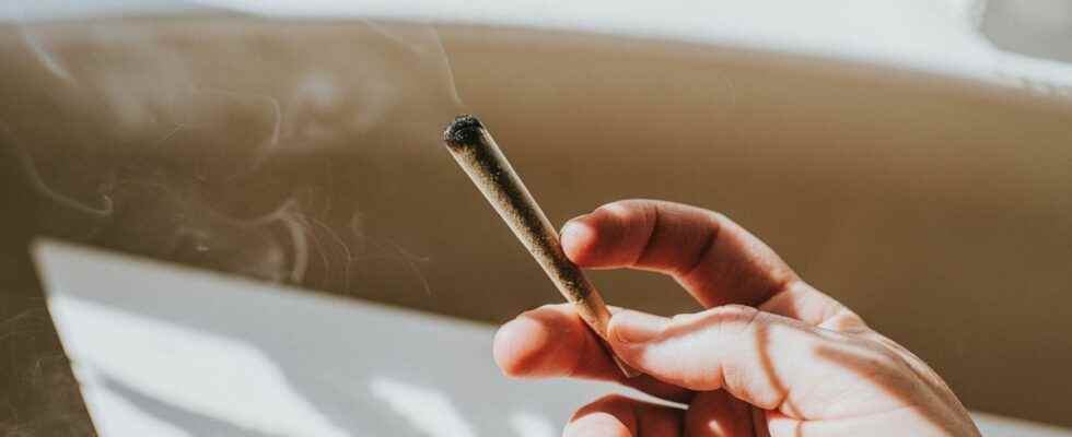 Cannabis smoking it regularly increases the risk of early heart