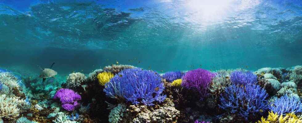 Corals turn sunscreen into poison