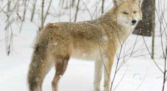 Coyote spotted in neighborhood near Sarnia park