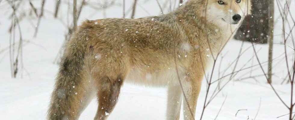 Coyote spotted in neighborhood near Sarnia park