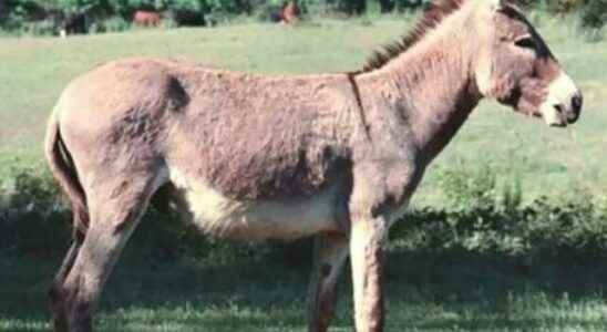 Demands for donkey skin exploded Illegal sales rose on social