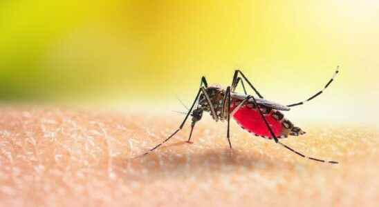 Dengue fever epidemic declared in Ivory Coast What is dengue