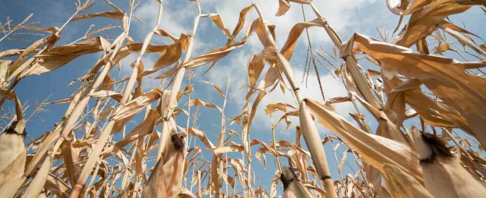 Extreme drought affects three quarters of Europe