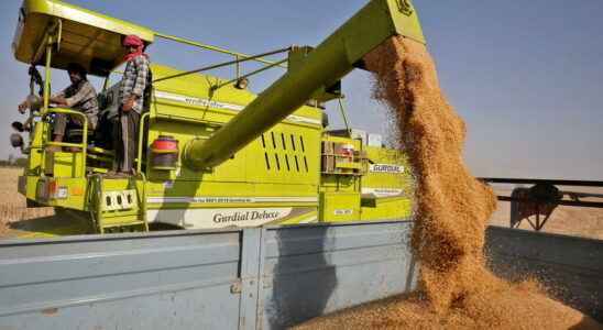 G7 criticizes Indias decision to suspend wheat exports