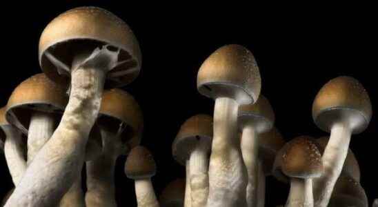 Hallucinogenic mushrooms that relax the brain can be used to