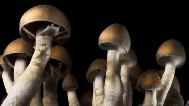 Hallucinogenic mushrooms that relax the brain can be used to