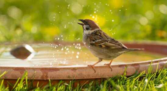 Heat wave how to help and cool the birds