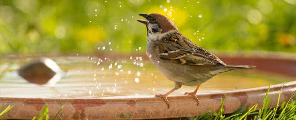 Heat wave how to help and cool the birds